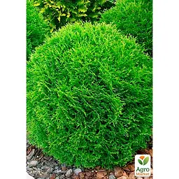 Саджанець Agro-Market Туя західна Danica (контейнер Р9, висота 10-12 см) (25001) - мініатюра 2