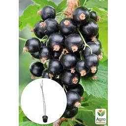 Саджанець Agro-Market Смородина на штамбі Black ball вазон С2 (184310) 1 шт. (кімнатний) - мініатюра 2