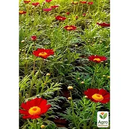 Саджанець Agro-Market Аргірантемум Starlight Red (контейнер № 10. висота 15 см) (47992) 1 шт. в упаковці - мініатюра 2