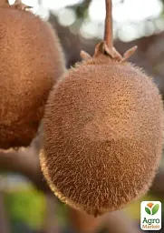 Саджанець Agro-Market Ківі Грінсил (транспортабельний, високоврожайний сорт) 1 шт. в упаковці (120495) - мініатюра 2