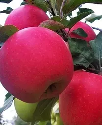 Саджанець Agro-Market Яблуня Гала Маст (Гала) (Ранньозимовий сорт) (15754) 1 шт. в упаковці - мініатюра 2