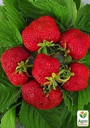 Саджанець Agro-Market Полуниця Хумі Гранде (Humi Grande) (середній термін дозрівання) 5 шт. в пакуванні (44695) - мініатюра 3