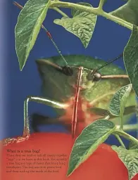 Bugs - мініатюра 3