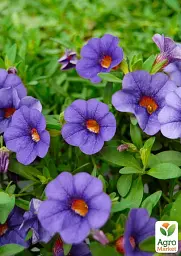 Саджанець Agro-Market Калібрахоа PortuCal Compact Blue 1 шт. в упаковці (178513) - мініатюра 2