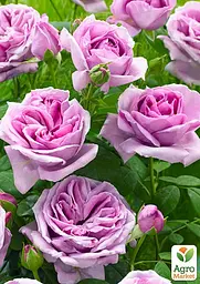 Троянда в контейнері плетиста "Violette Parfume" (саджанець класу АА+) (180857) 1 саженец - мініатюра 3