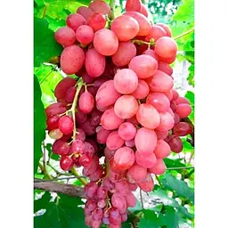 Саджанець Agro-Market Виноград Променистий (кишмиш, ранньо-середній термін дозрівання) 1 шт. в упаковці (19801) - мініатюра 2