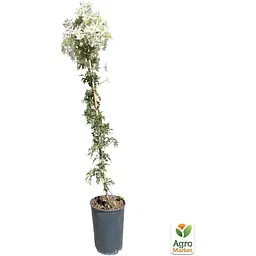 LMTD Клематис Agro-Market Joe 4-річний (висота 90-110см) (185108) 1 саджанець в упаковці Нідерланди - мініатюра 3