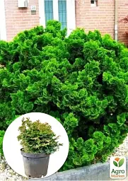 Саджанець Agro-Market Кипарисовик 2-річний Обтуза Nana Gracilis вазон С1.5 діаметр 15-20 см 1 шт. в упаковці (102164) - мініатюра 2