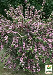 Вейгела на штамбі "Rosea" вазон С3 висота 150-170см (182745) 1 саженец - мініатюра 3