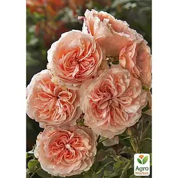 Саджанець Agro-Market Троянда англійська William Morris (клас АА +) вищий сорт (37135) 1 шт. - мініатюра 3