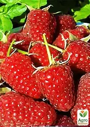Саджанець Agro-Market Малинове дерево Атлант (один з найкращих сортів в світі!) 1 шт. в пакуванні (46065) - мініатюра 2