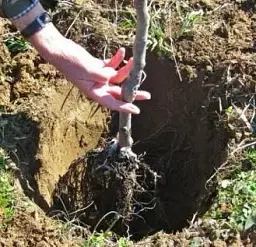 Саджанець Agro-Market Яблуня Голден Делішес Рейнджерс (зимовий сорт, пізній термін дозрівання) 1 шт. в упаковці (36528) - мініатюра 5