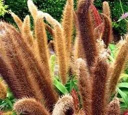 Саджанець Agro-Market Пеннісетум сизий Jade Princess (Pennisetum glaucum Jade Princess) (182227) 1 шт. в упаковці - мініатюра 2