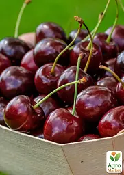 Саджанець Agro-Market Вишня Молодіжна (літній сорт, середній термін дозрівання) 1 шт. в упаковці (25623) - мініатюра 2