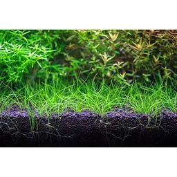 Грунт для акваріума Aquario Neo Soil Plant 3 л (neo-soil-plant-3) - мініатюра 4