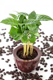 Насіння кавового дерева GL Seeds Арабіка 5 шт. - мініатюра 2