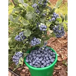 Саджанець Agro-Market Лохина (чорниця садова) середня Блюкроп (Bluecrop) (середній термін дозрівання, дуже стійкий до хвороб, посухи та морозів) 1 шт. в упаковці (23930) - мініатюра 5