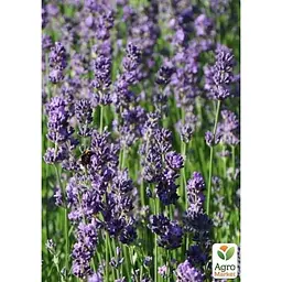Саджанець Agro-Market Лаванда англійська вузьколиста Фолгейт (Folgate) (120490) 1 шт. в упаковці - мініатюра 2
