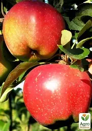 Саджанець Agro-Market Яблуня Камео (зимовий сорт, пізній термін дозрівання) 1 шт. в упаковці (25742) - мініатюра 2
