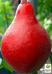 Саджанець Agro-Market Груша Старкримсон (літній сорт, ранній термін дозрівання) 1 шт. в упаковці (25927) - мініатюра 2