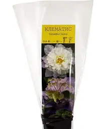 Клематис Agro-Market Veronica`s choice 1 саджанець в упаковці (16170) - мініатюра 3