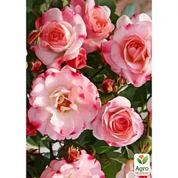 Троянда паркова Agro-Market Rosenstadt Freising саджанець класу АА+ вищий сорт 1 шт. в упаковці (182872) - мініатюра 2