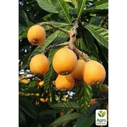 Саджанець Agro-Market Мушмула Японська (літній сорт) (25575) - мініатюра 4