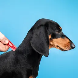 Каплі ProVET Profiline для собак 4-10 кг 1 піпетка 1.0 мл інсектоакарицид - мініатюра 8