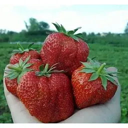 Саджанець Agro-Market Полуниця Гігантелла MAXI 5шт (середньо-пізній термін дозрівання, великоплідний сорт) (37310) - мініатюра 7