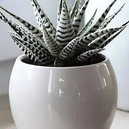 LMTD Хавортія Agro-Market Alba (Haworthia Fasciata) висота рослини 5-10см (189285) 1 саджанець в упаковці (кімнатний) Нідерланди