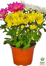 Саджанець Agro-Market Хризантема Multicolor Carnaval (Нідерланди) (97754) - мініатюра 4