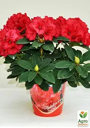 Саджанець Agro-Market Рододендрон червоний Ред Джек (Red Jack) (51828) - мініатюра 4
