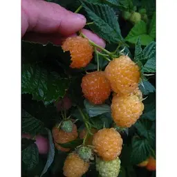 Саджанець Agro-Market Малина Жовтий Гігант (ремонтантний сорт, один з найвідоміших) 2 шт. в упаковці (19738) - мініатюра 3