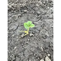 Саджанець Agro-Market Полуниця Луїза (Louise) 5шт (ремонтантний сорт) (37289) - мініатюра 9