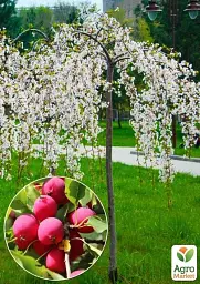 Саджанець Agro-Market Яблуня Райка плакуча на штамбі (вік від 2 років, висота 150-190 см) 1 шт. в упаковці (52774) - мініатюра 2