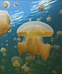 Ocean. The Definitive Visual Guide - мініатюра 11