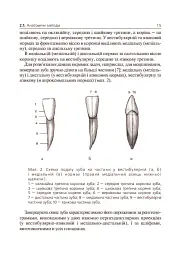 Основи клінічної морфології зубів - мініатюра 6