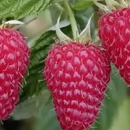 Малина ремонтантна Agro-Market "Еріка" (італійський великоплідний ранній, сорт) 1-річний саджанець (189345) 1 шт в упаковці