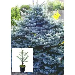 Саджанець Agro-Market Ялина 4-х річна Блакитна Koster S5 висота 45-55 см 1 шт. в упаковці (62777) - мініатюра 2