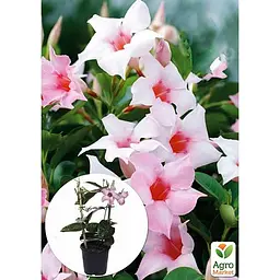 Саджанець Agro-Market Дипладенія (Mandevilla) Soft Cream Pink (квітуча ліана) (184315) 1 шт. - мініатюра 2