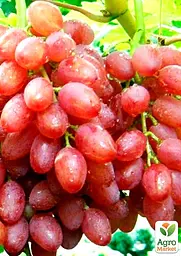 Саджанець Agro-Market Виноград Знахідка (кишмиш, ранній термін дозрівання, висока врожайність понад 6 кг з куща) 1 шт. в пакуванні (19803) - мініатюра 2