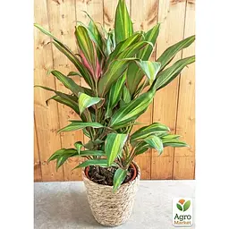 LMTD Корділіна Agro-Market Lime 35-45 см (178919) 1 саджанець в упаковці (кімнатний) Нідерланди - мініатюра 3