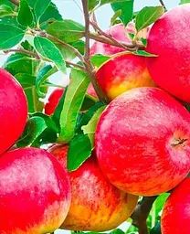 Саджанець Agro-Market Яблуня Моді (зимовий сорт, пізній термін дозрівання) (39832) 1 шт. в упаковці - мініатюра 2