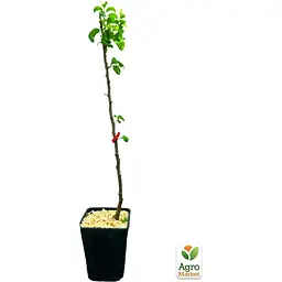 Саджанець Agro-Market Груша Генерал Тотлебен укорінена в контейнері (саджанець 2 роки) (99949) - мініатюра 4