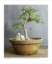 Grow Bonsai - мініатюра 14