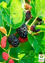Саджанець Agro-Market Шовковиця великоплідна Стамбульська чорна (літній сорт, середній термін дозрівання) 1 шт. в упаковці (16186) - мініатюра 2