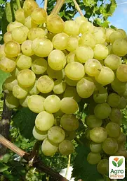 Саджанець Agro-Market Виноград Кристал (дуже ранній, винний) 1 шт. в пакуванні (101846) - мініатюра 2
