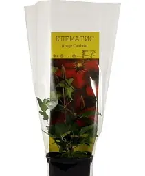 Клематис Agro-Market Rouge Cardinal 1 саджанець в упаковці (15857) - мініатюра 2