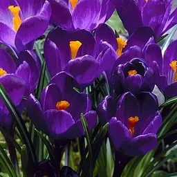 Крокус великоквітковий "Flower Record" (розмір 7/8, великий) 5 шт (17237)