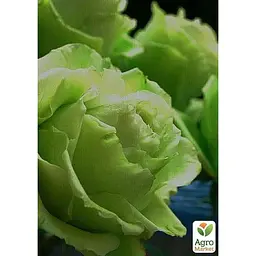 Троянда чайно-гібридна Agro-Market Лімбо (Limbo саджанець класу АА+ вищий сорт 1 шт. в упаковці (36008) - мініатюра 3